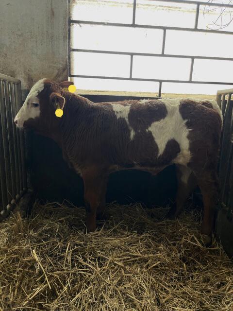 Bullenkalb