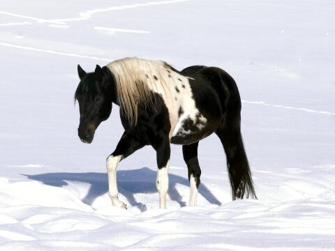 Deckanzeige - American Paint Horse Hengst Homozygot Tobiano