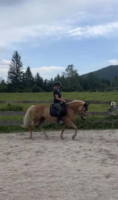 Haflinger Stute