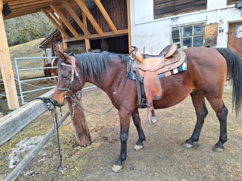 Hübscher Araber Hengst