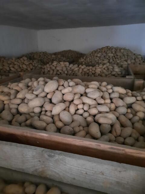 Futterkartoffel ca. 30 t.