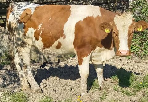 Trächtige Bio Fleckvieh Kalbin