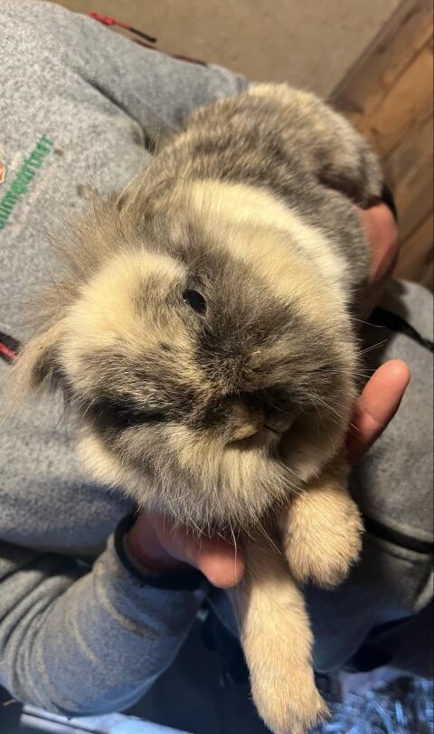 Hasen