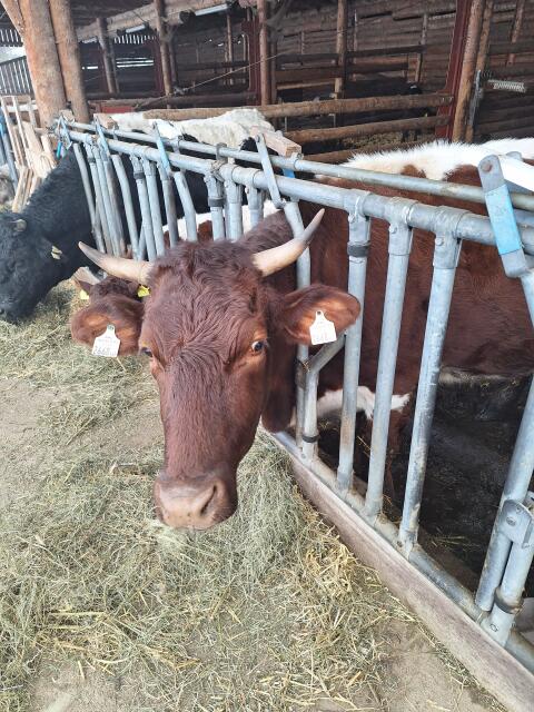 Verkaufe Kuh und Kalb