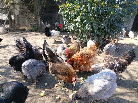 Hühner, Zwerghühner, Hennen, Wachteln, Enten, Küken