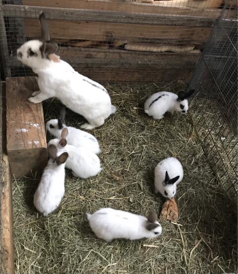 Unsere kleinen Hasen suchen neues Zuhause