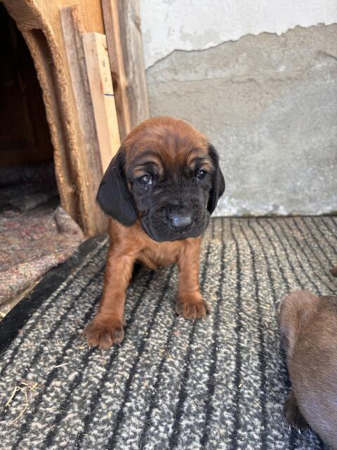Bayerische Gebirgsschweißhunde BGS