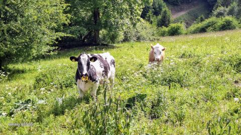 Weide gesucht