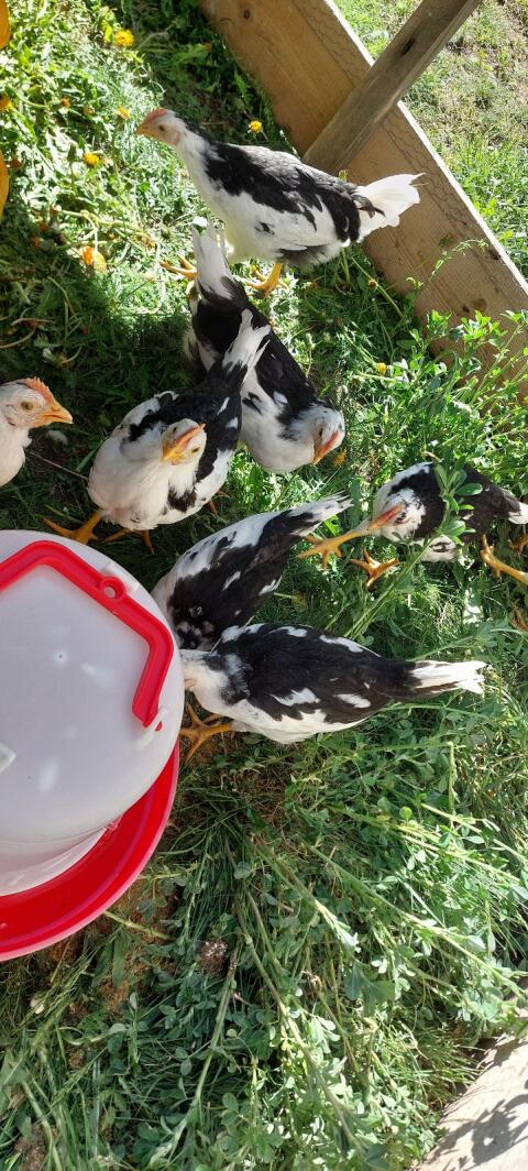 Junghähne Leghorn Exchequer