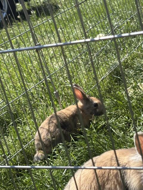 Löwenkopfzwergkaninchenbabys