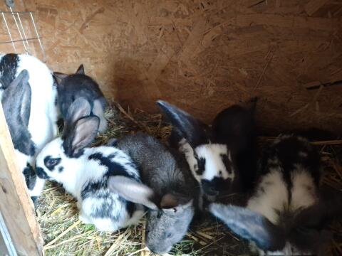 Hasen