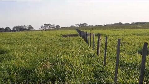 Exzellente 50-Hektar-Farm in San Estanislao-Paraguay