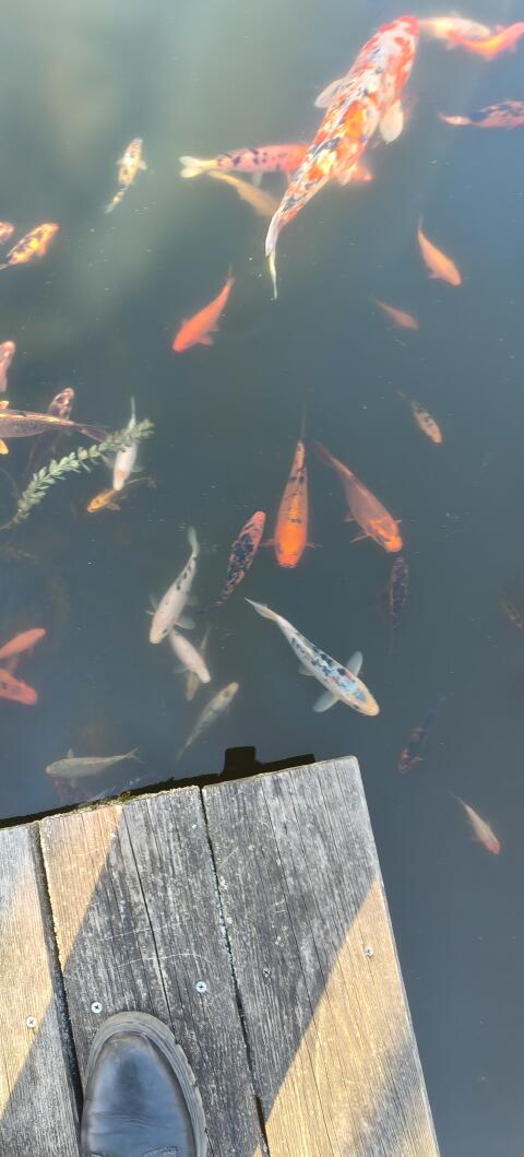 Koifische Wels OÖ