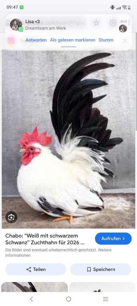 Chabo Hahn