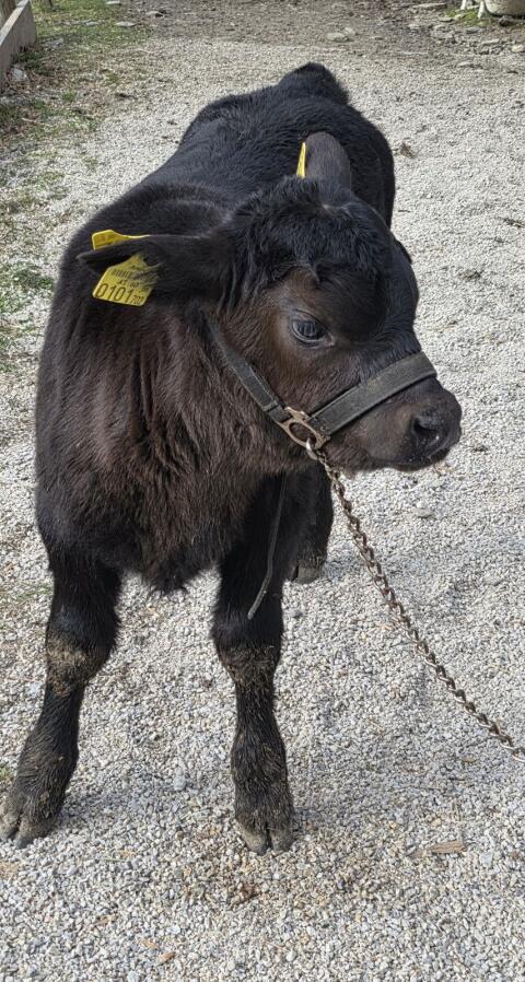 Vorankündigung Reinrassiger Aberdeen Angus Stier