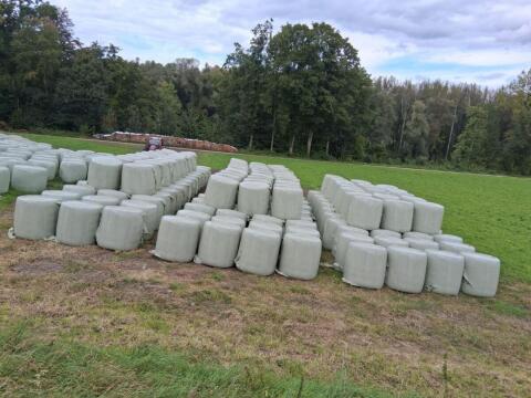 Maisballen Ernte 2025