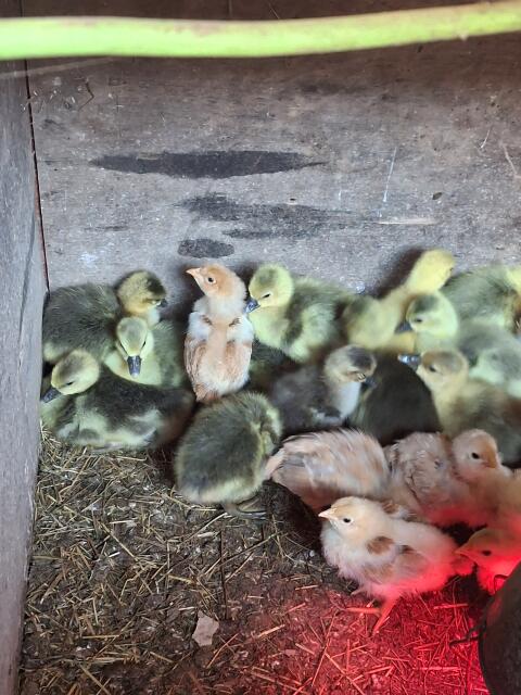 Gänse Küken
