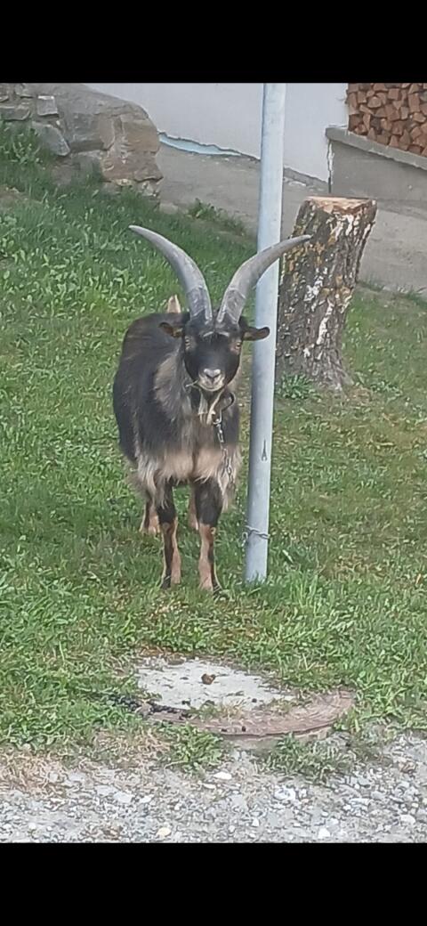 Passeirer Gebirgsziegenbock