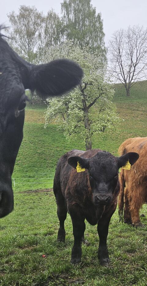 Verkaufe 4 Angus Jungstiere