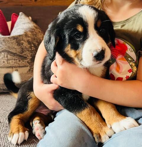 Swissydog Welpen