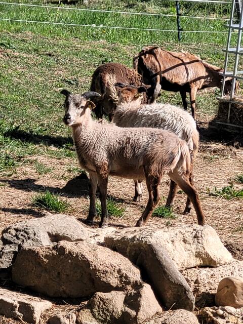 Soay/Kamerun Schaf Mix