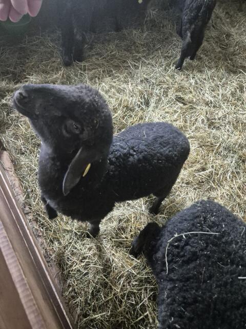Tiroler Steinschaf Lämmer weiblich BIO