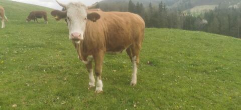 Kleinträchtige Bio FV Kalbin