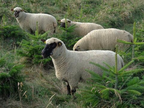 Shropshire Schafe