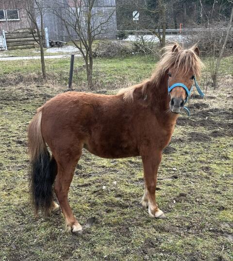 Amerikanisches Miniaturpferd, Stute
