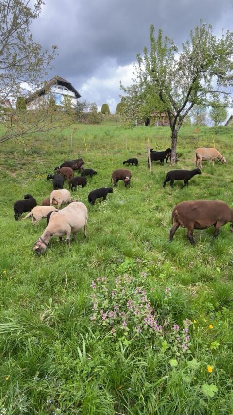 Jura Kreuzungs-Mutterschafe