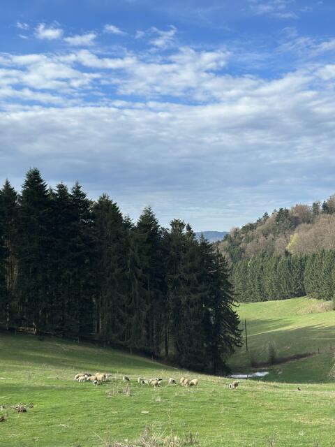 Shropshire Lämmer