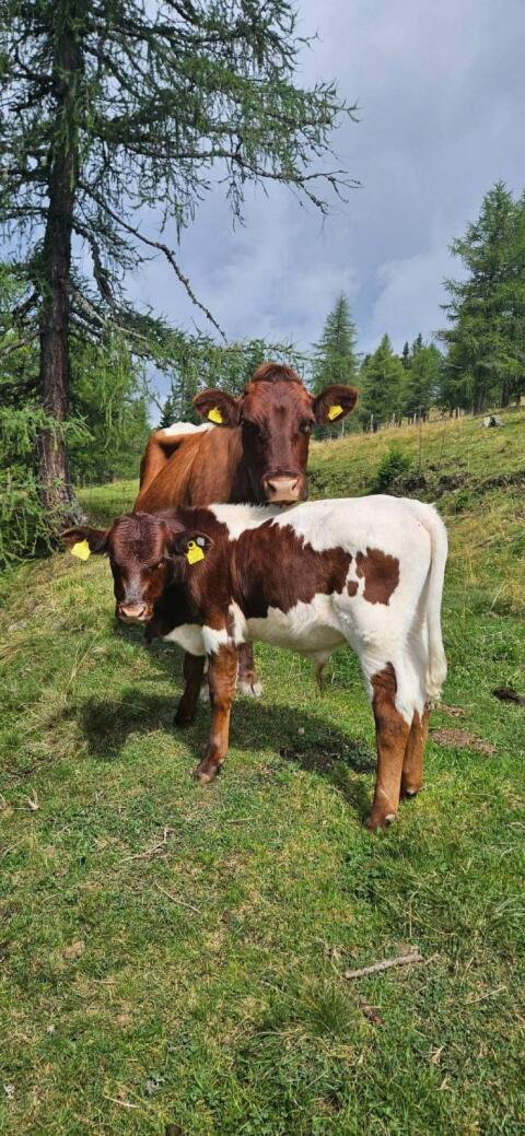 Reinrassiges Pinzgauer Stierkalb