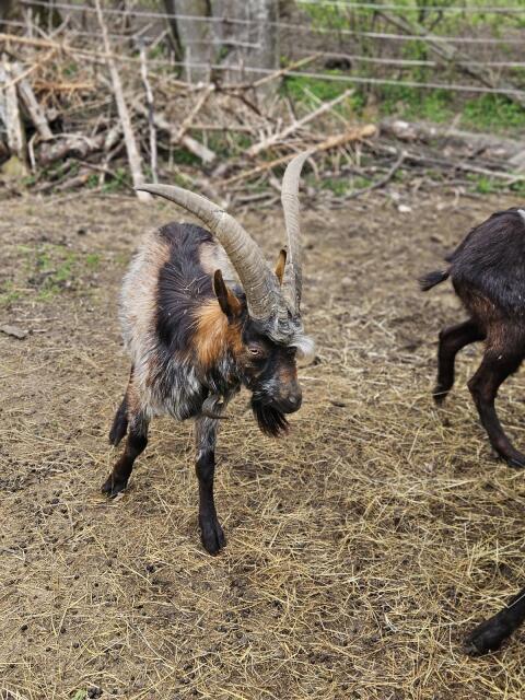 Aosta Bock 1,5-jährig