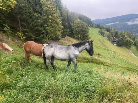 Wunderschöne 1-jährige Noriker Stute