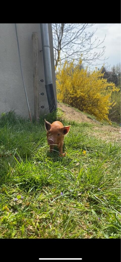 Kune Kune Ferkel