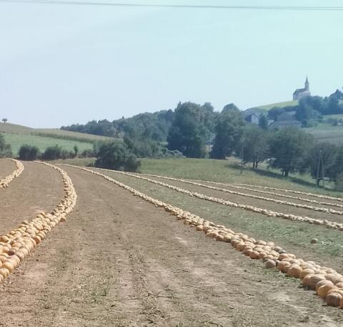 Kürbiskerne