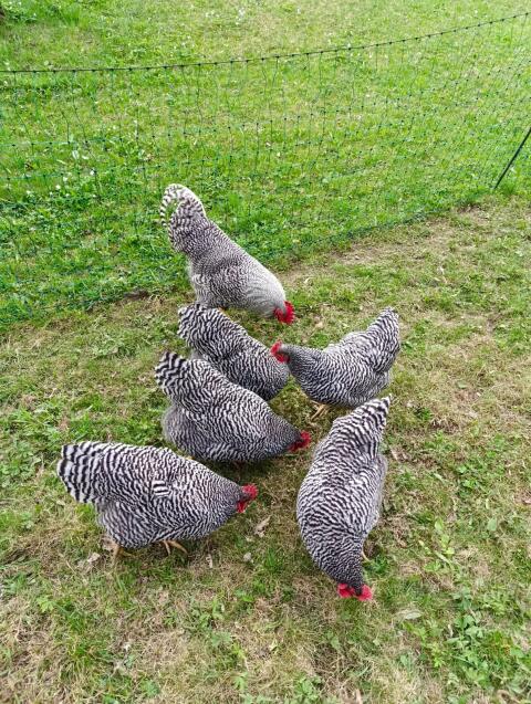 Amrock Bruteier
