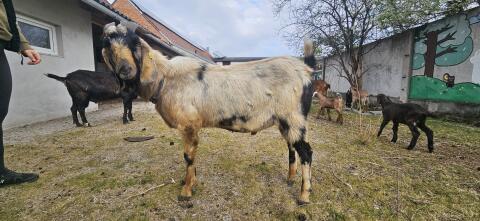 Anglo Nubier Bock Mondschecke