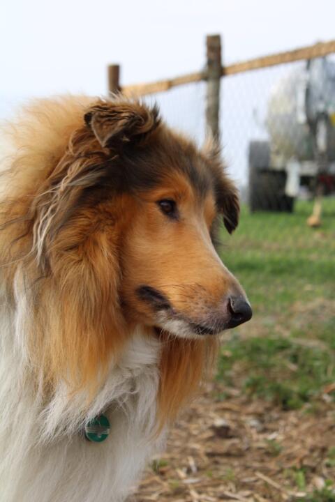 Reinrassige Colliewelpen