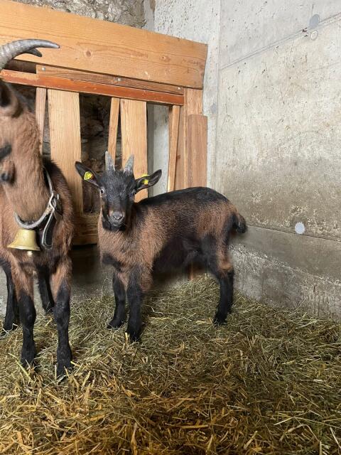 Pinzgauer Ziegenbock zu verkaufen