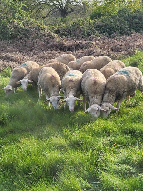 Berrichon-Widder der Indre