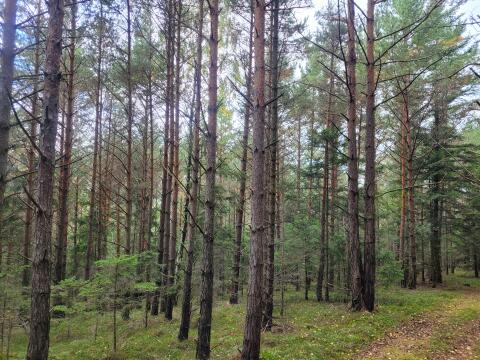 Gepflegte Waldparzellen mit LKW-Zufahrt und solidem Bestand