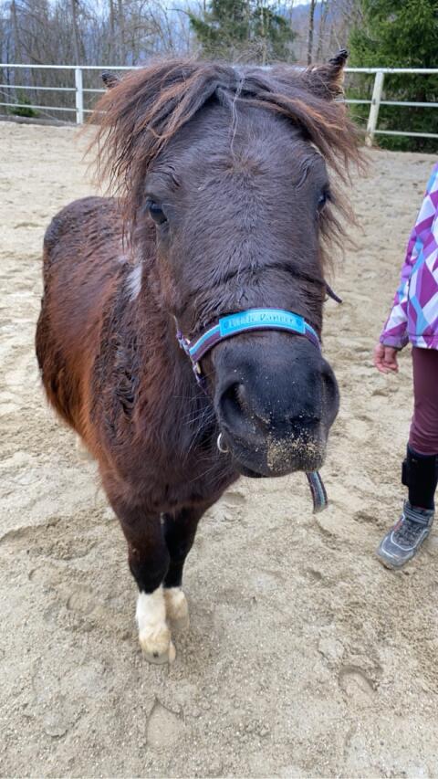 Reitbeteiligung gesucht