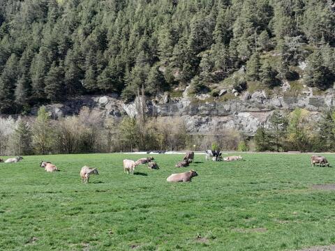 Braunviehstierkalb zu verkaufen