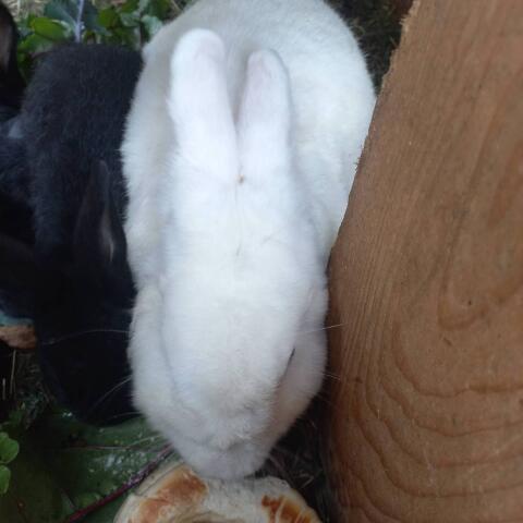 Hase Weißer Wiener