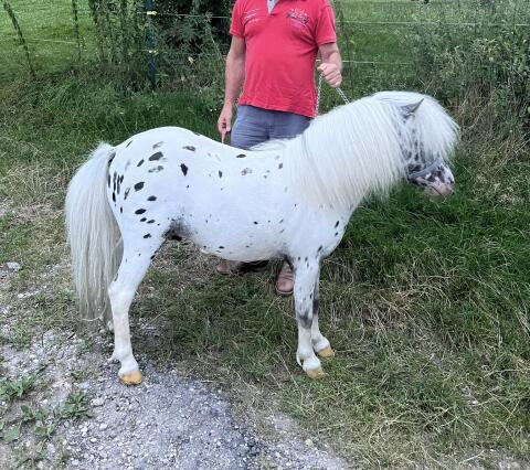Shetland Ponyhengst