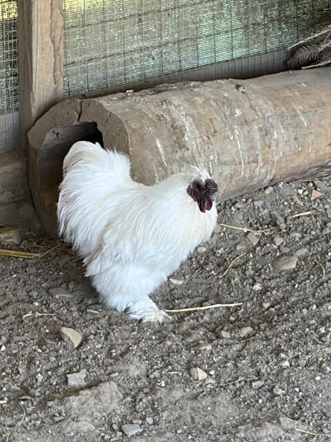 Zwergseidenhuhn