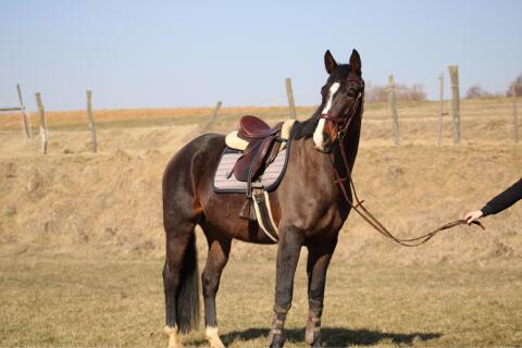 Pferd zum Liebhaben