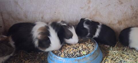 Meerschweinchen
