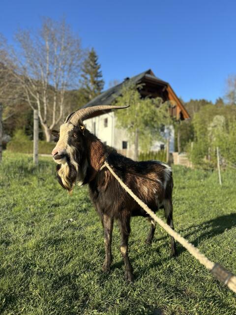 Ziegenbock